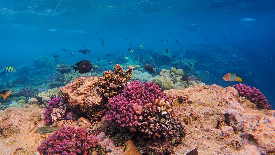 Snorkeling Puerto Rico: The Reefs Worth Getting Wet For
