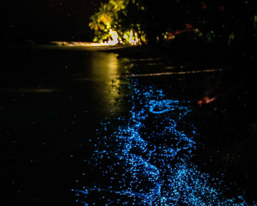 Puerto Rico's Bioluminescent Bays: Why Mosquito Bay Glows Brightest
