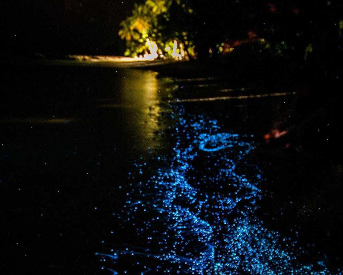 Puerto Rico's Bioluminescent Bays: Why Mosquito Bay Glows Brightest
